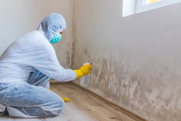 Licensed Mold Remediation service in Revere, MA - 24 Hour Mold Removal